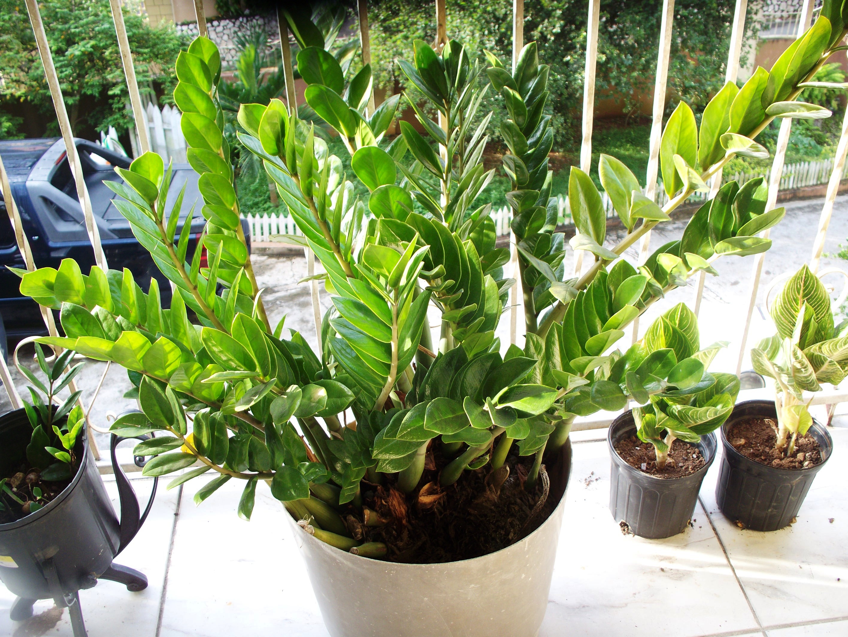 Ten Unusual Indoor Plants for Your Office Desk | Good Earth Plants