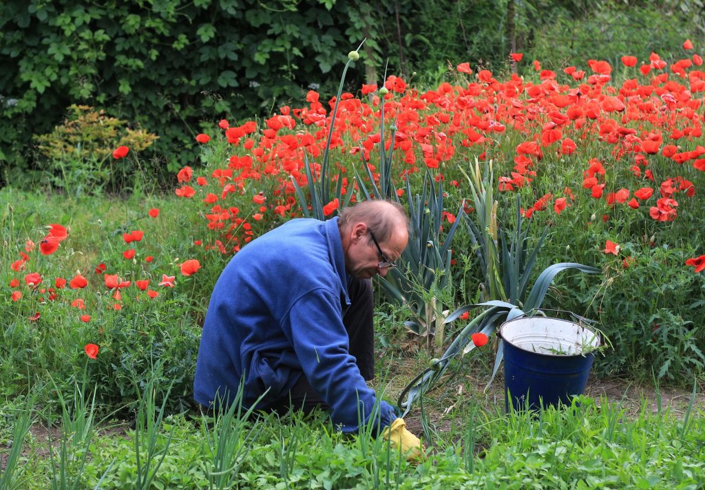 Gardening offers health benefits for mind and body at the same time. Photo: Radek Kulupa/Pixabay