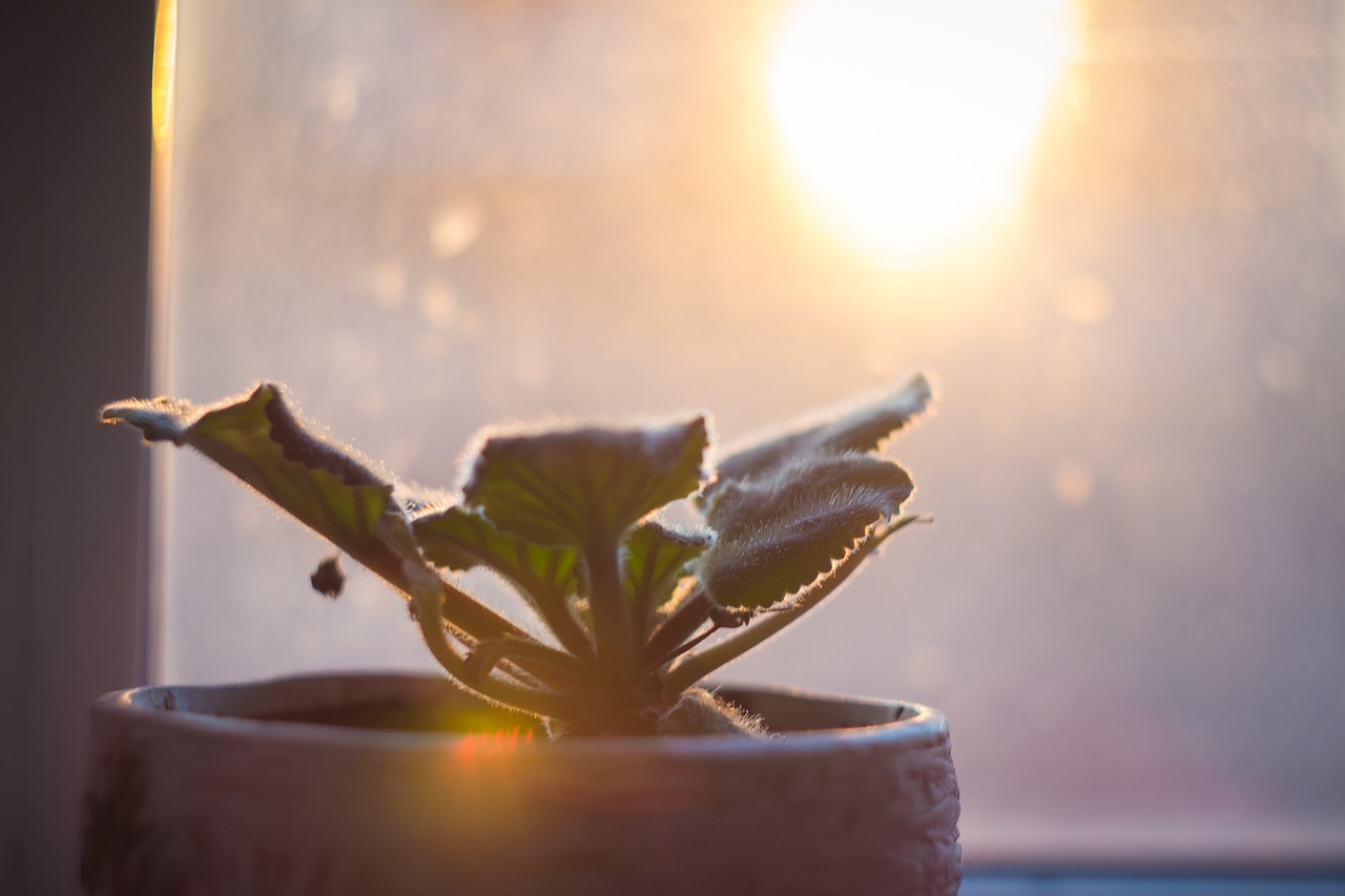 Don't let your indoor plants get sunburned by strong sunlight through windows in the summer. Move them to a protected spot. Photo: Yanoch Kandreeva/Creative Commons License