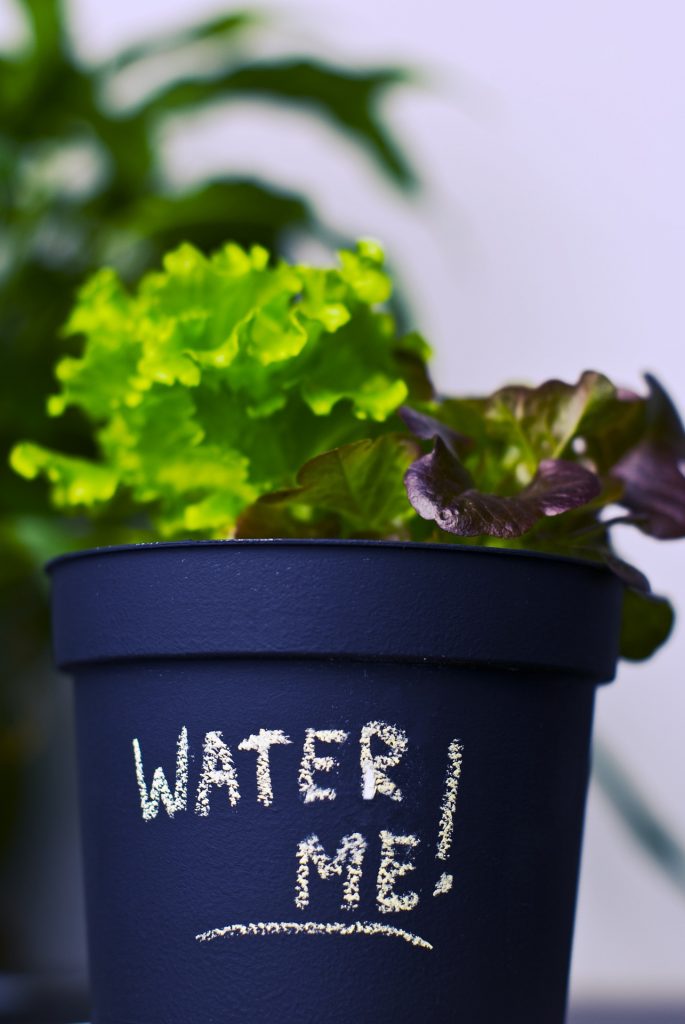 plant in pot that states water me