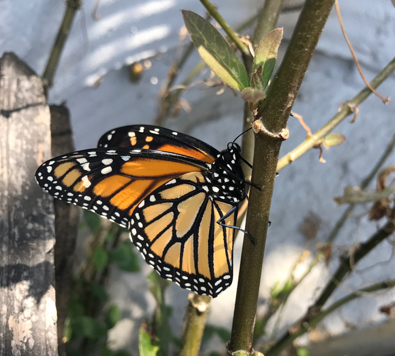 The western California monarch is in danger of extinction. Good Earth Plant Company provides critical milkweed habitat and we're thrilled to see it working. Photo: Erin Lindley