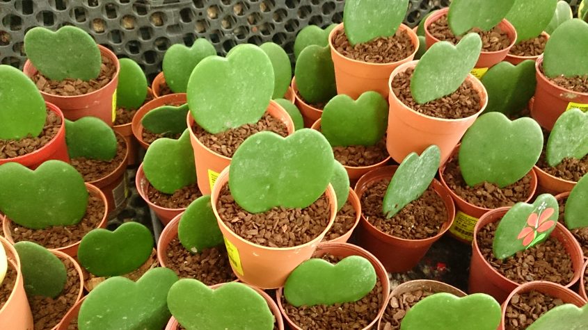 Plants like these Sweetheart Hoya cuttings make people happy. Science proves it! Photo: Wikimedia