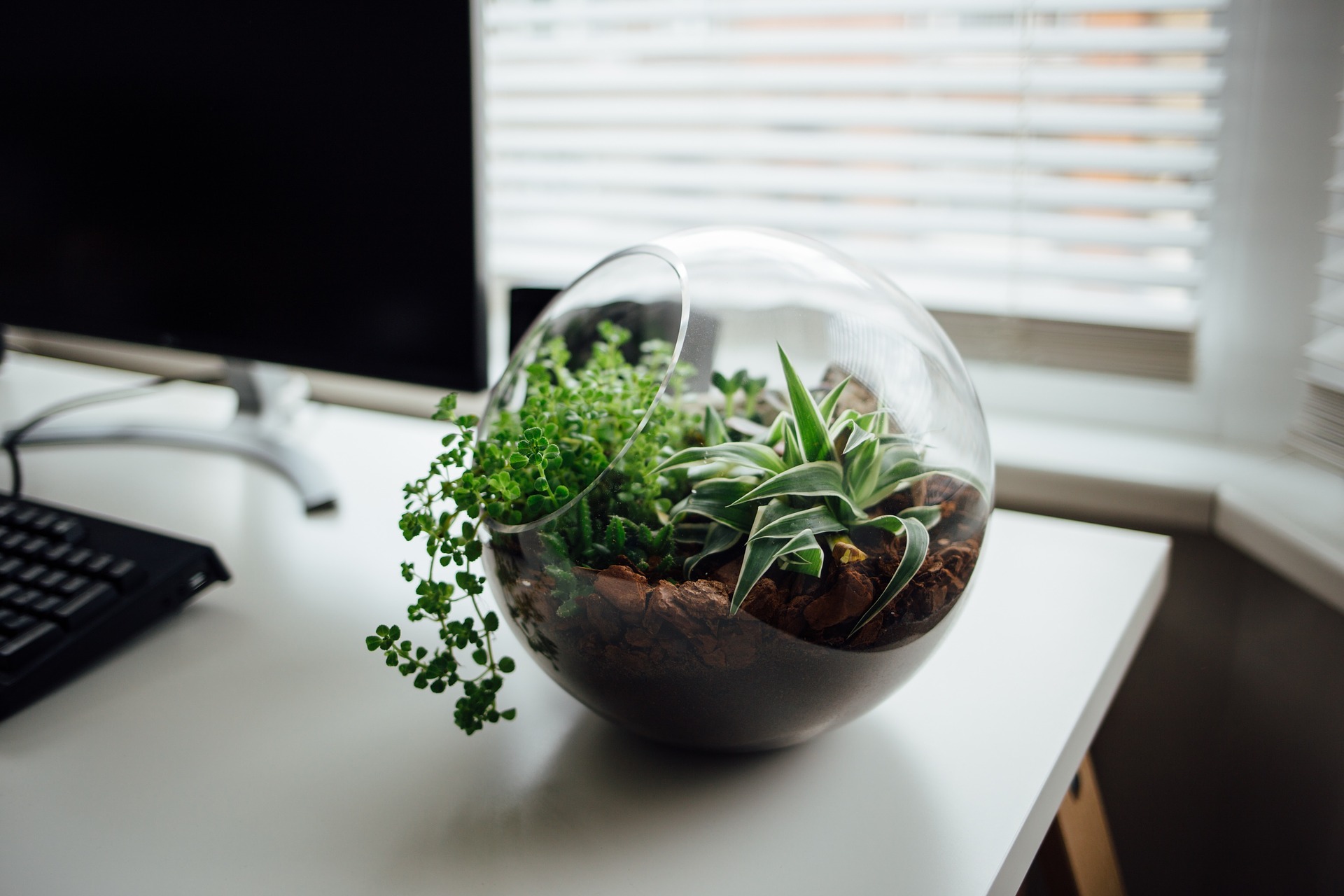 Humble office plants like this desk terrarium can make you more productive and healthier at work. Photo: Stocksnap/Creative Commons