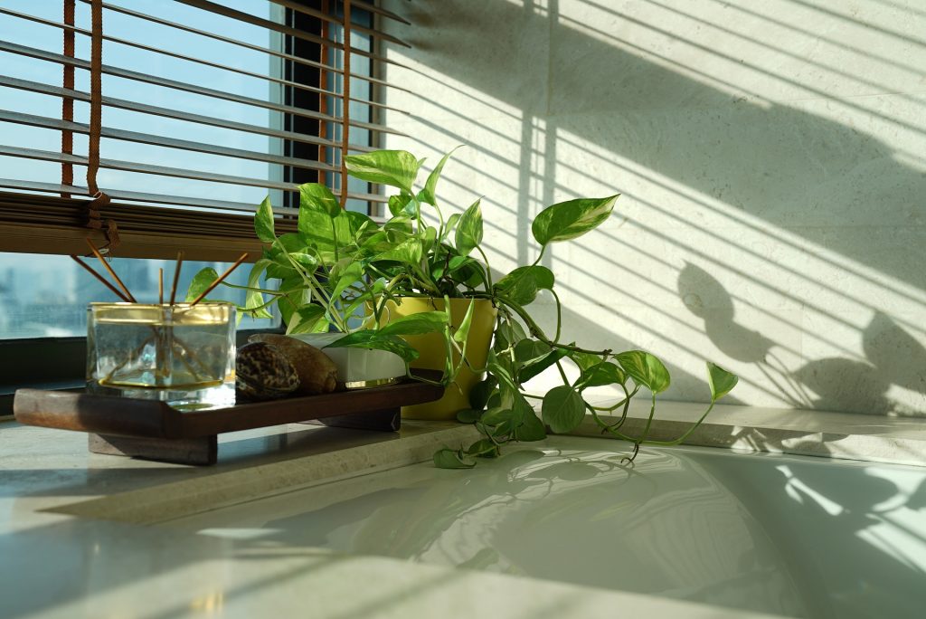 Do you have some natural light in your workplace? Take full advantage of it and add plants to your space. Photo: Spencer Wing/Pixabay - Creative Commons License