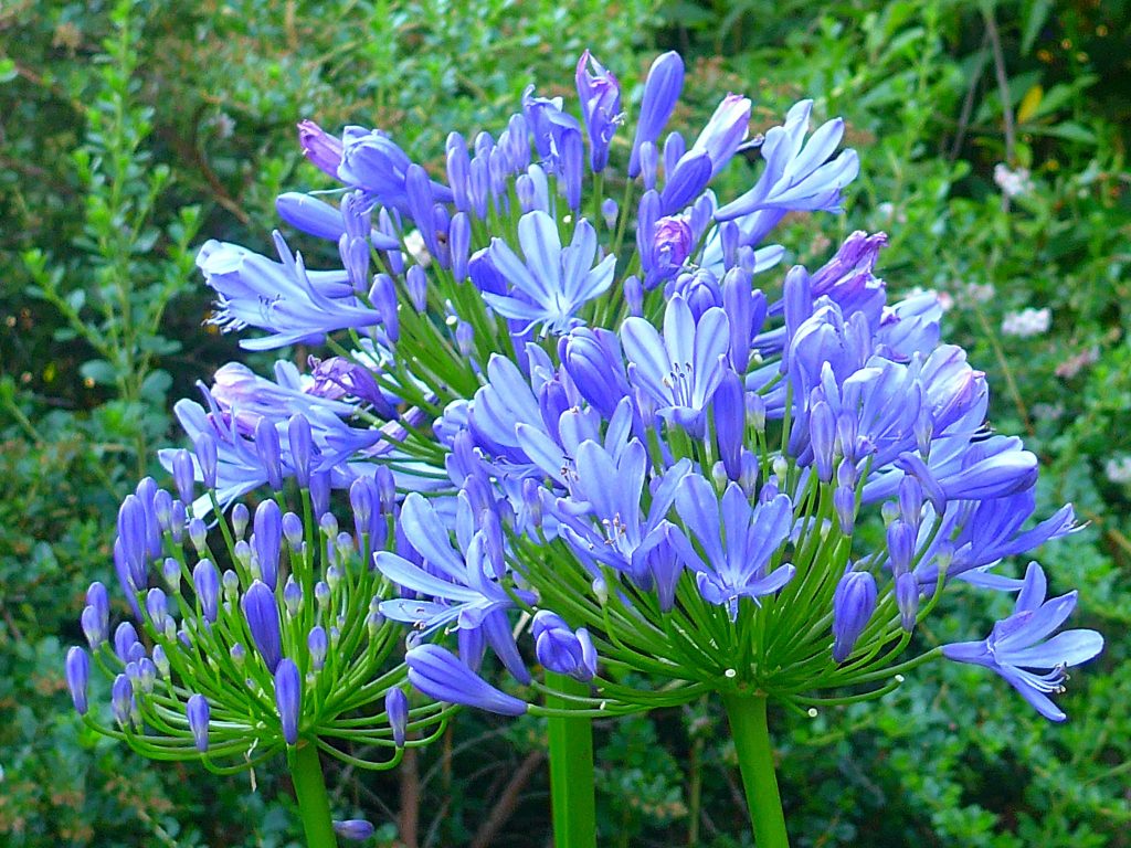 Agapanthus are a popular landscaping flower, and come pretty close to a true blue. Photo: Ali Eminov, Flickr - Creative Commons License
