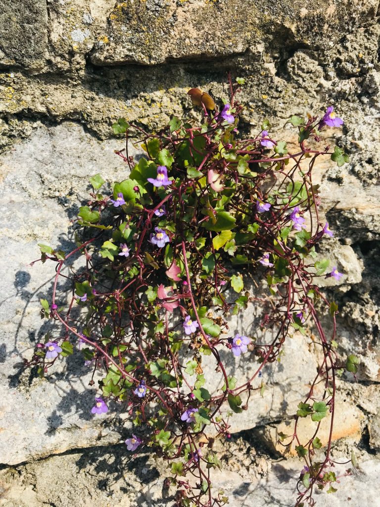 Pretty blue flowers spill out of an ancient wall in central Europe. Photo: Jim Mumford