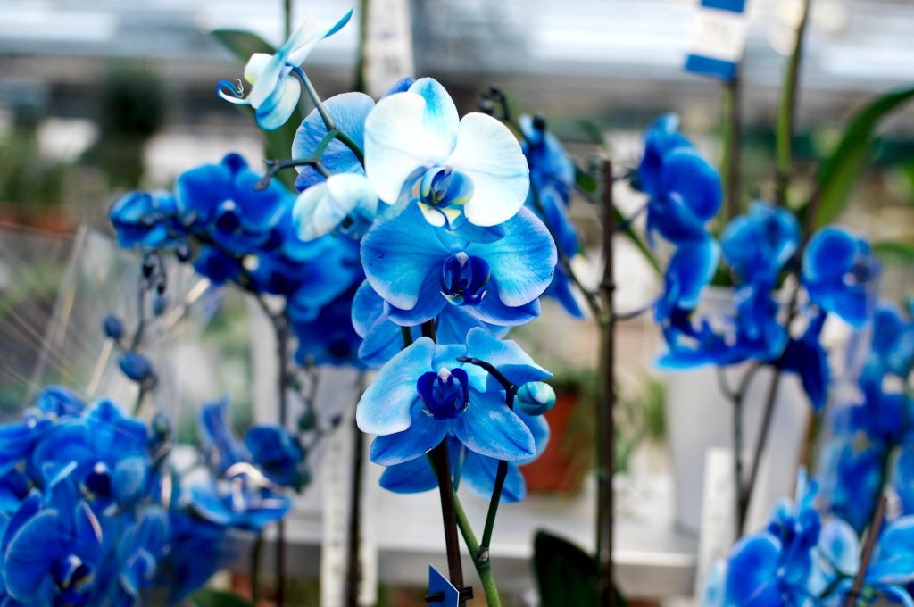 Blue orchids might be popular, but they are dyed, not grown this way naturally. Photo: Nikodemus Karlsson, Flickr - Creative Commons LIcense