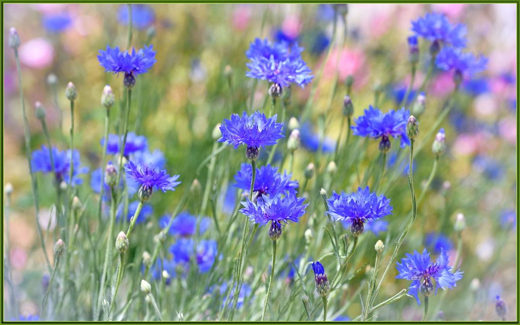When you see a “blue” flower or plant like these cornflowers, other pigments and plant minerals combine with light to create the color you see as “blue.” Photo: TD Lucas, Flickr - Creative Commons License