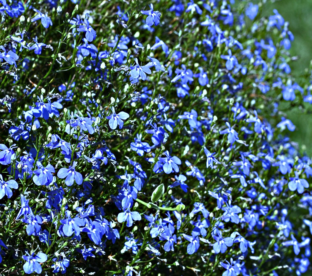 Our Love For Blue Flowers: It’s Complicated - Good Earth Plants