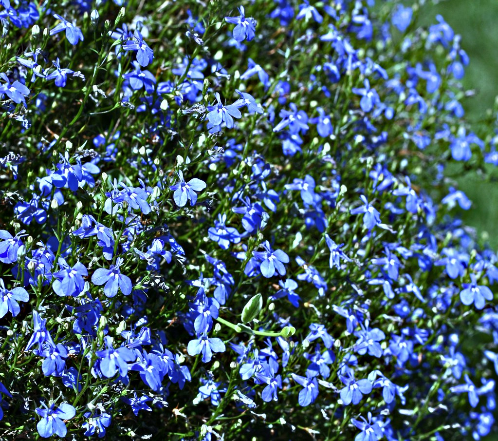 Lobelias produce color saturated flowers in various shades of blue and they are an easy-to-grow garden favorite. Photo: MB Grigby, Flickr - Creative Commons License