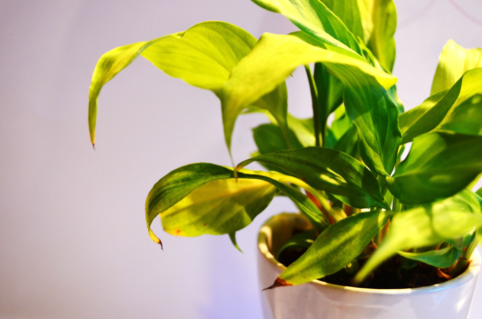 Does this indoor plant look like a threat to you? Photo: Pixabay