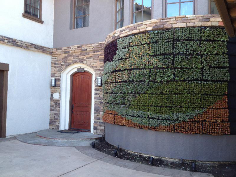 One of the few curved living walls we've built for a private home in north coastal San Diego County.