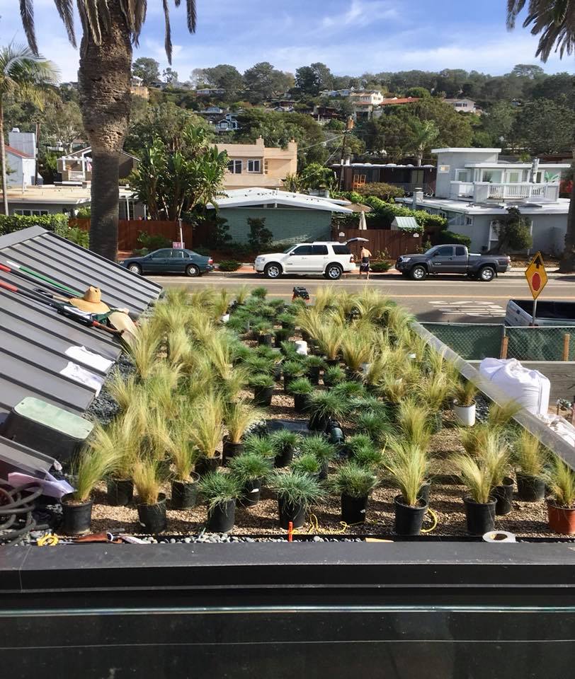 One of many smaller residential green roofs Good Earth Plant Company has created. This one is in Del Mar, California. 