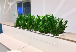 Interior plantscaping with a room divider and ZZ plants at Illumina in San DIego, California.
