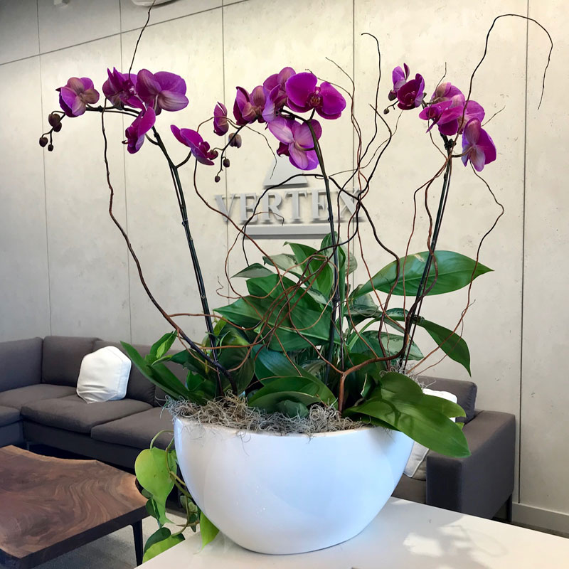 orchids decorative plant containers good earth plant company