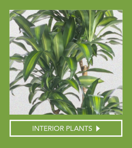 GO Plan Green Office Plan indoor plants