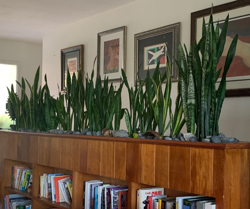 Incorporate plants into your home as design elements. A room divider is one of my favorites.