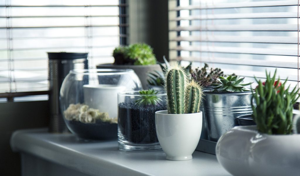 Even in minimal living space, you csn always find room for plants. Photo: MiliVanily/Pixabay