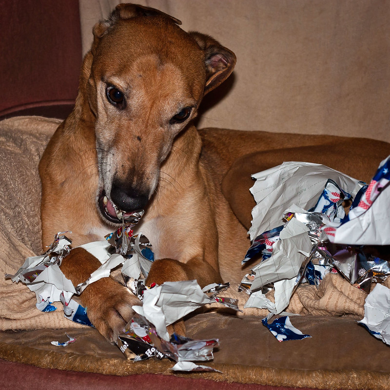 Ruben is doing his part to recycle old wrapping paper - kinda. Photo: Mark Robinson/Flickr