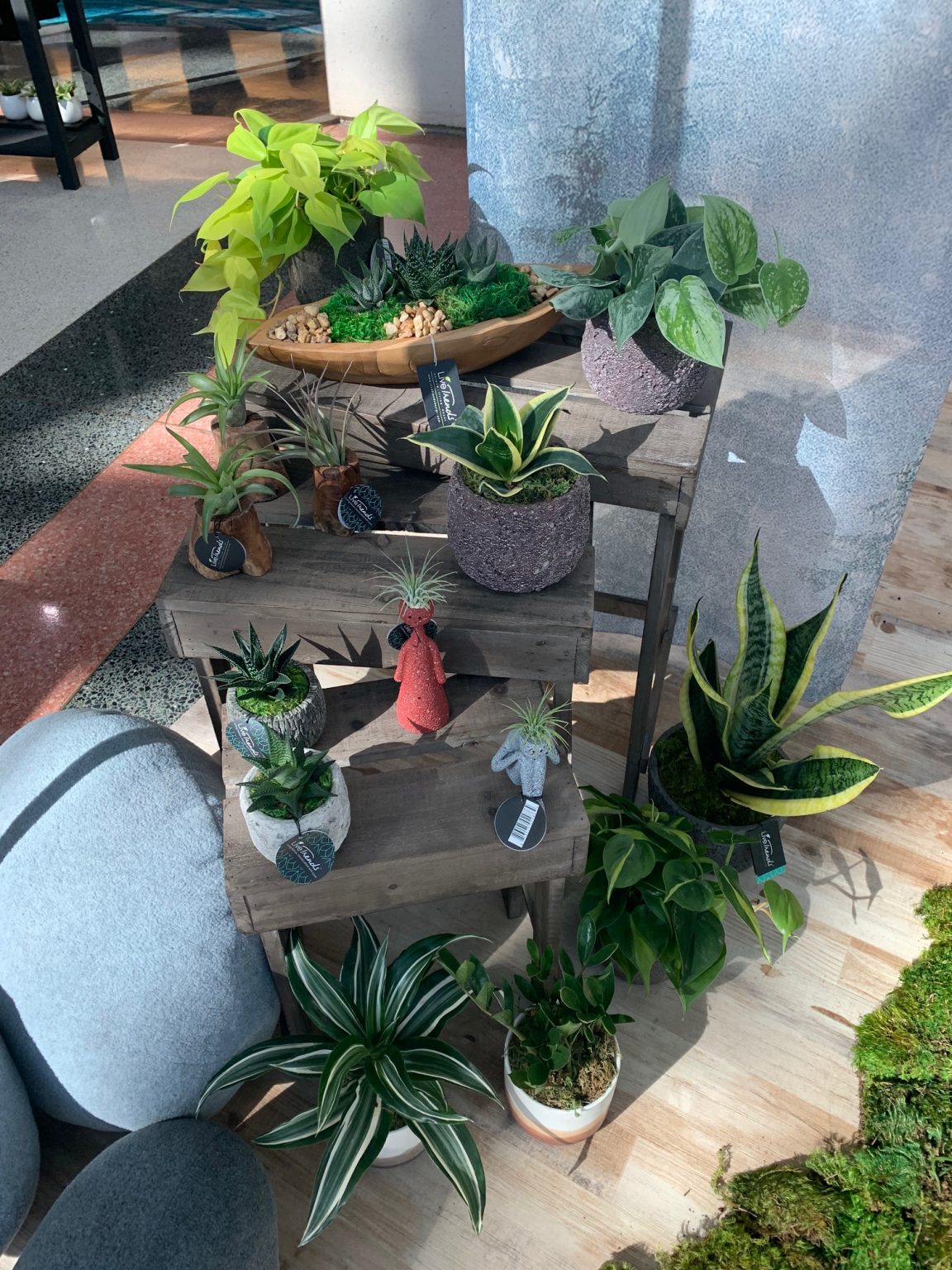 Indoor Plant Container Basics For Everyone Good Earth Plants