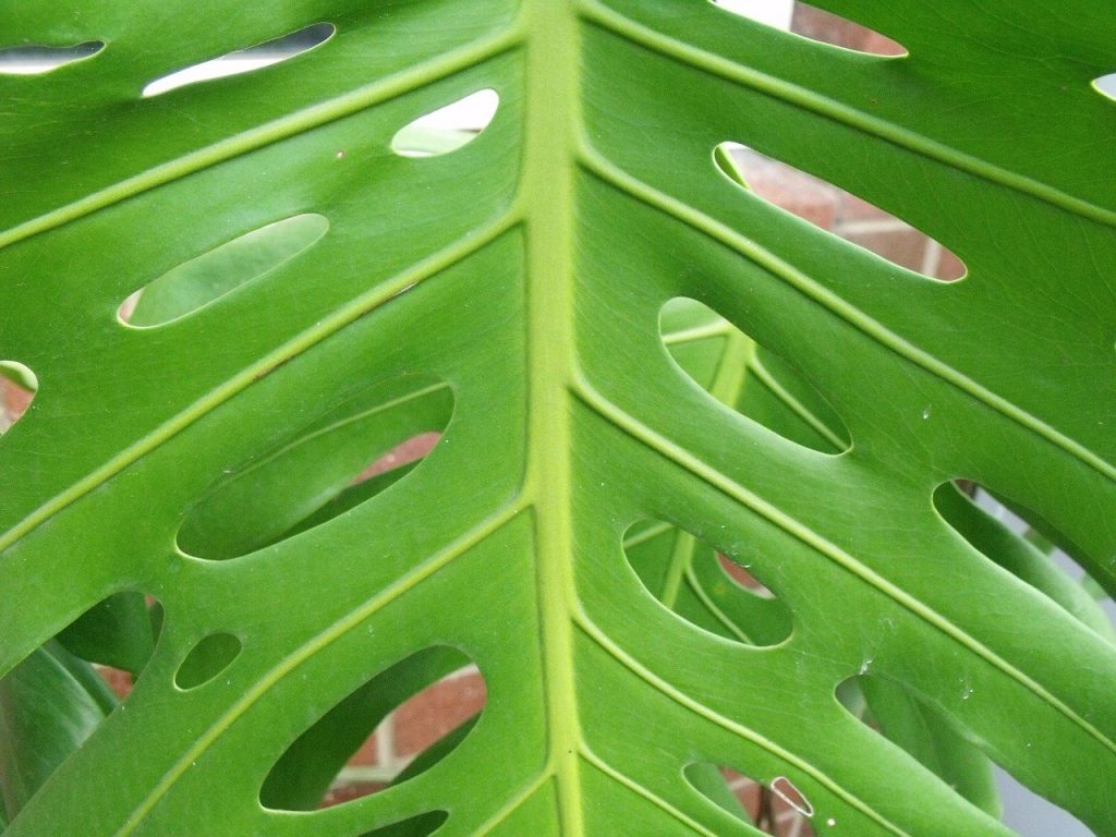 Look for green, shiny leaves without any discoloration or distortion. Photo: Ursula Irwin/Pixabay healthy indoor plant