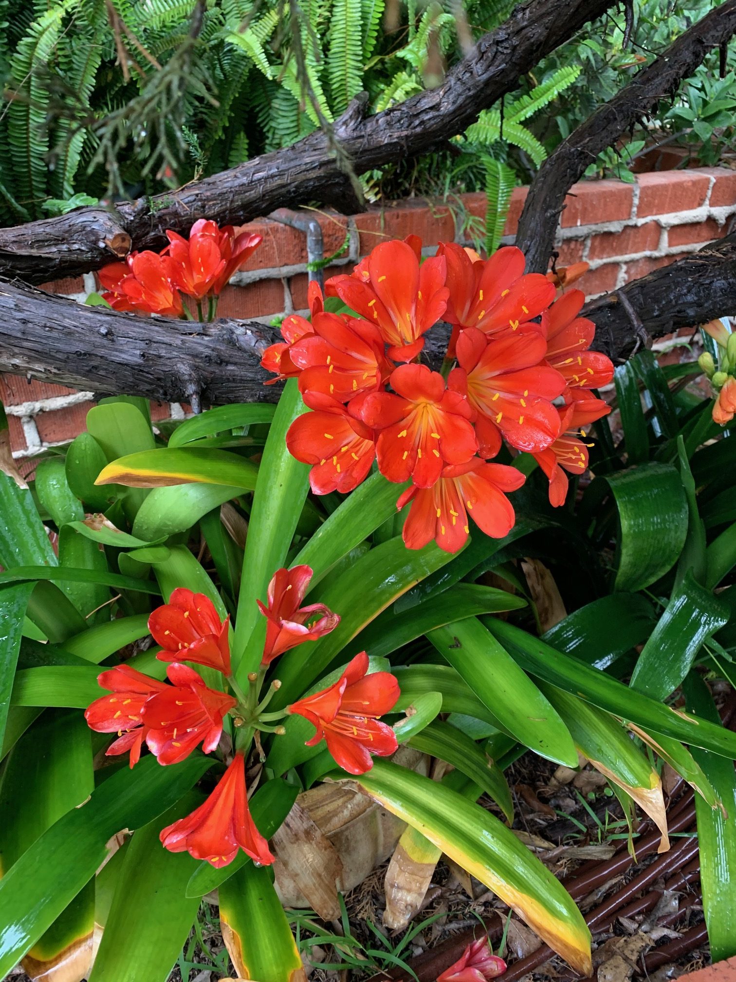 The South American Clivia plant in my yard is in full bloom! Photo: Jim Mumford