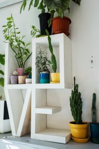 Indoor plant houseplant love