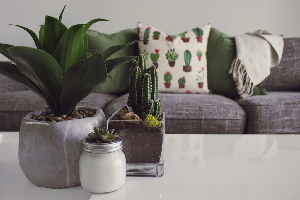We know you're excited to add a new plant to your collection, but it's a smart precaution to put it into quarantine for a few weeks to be sure no hidden pests infest any other plants. Photo: Designacologst/Pixabay healthy house plant