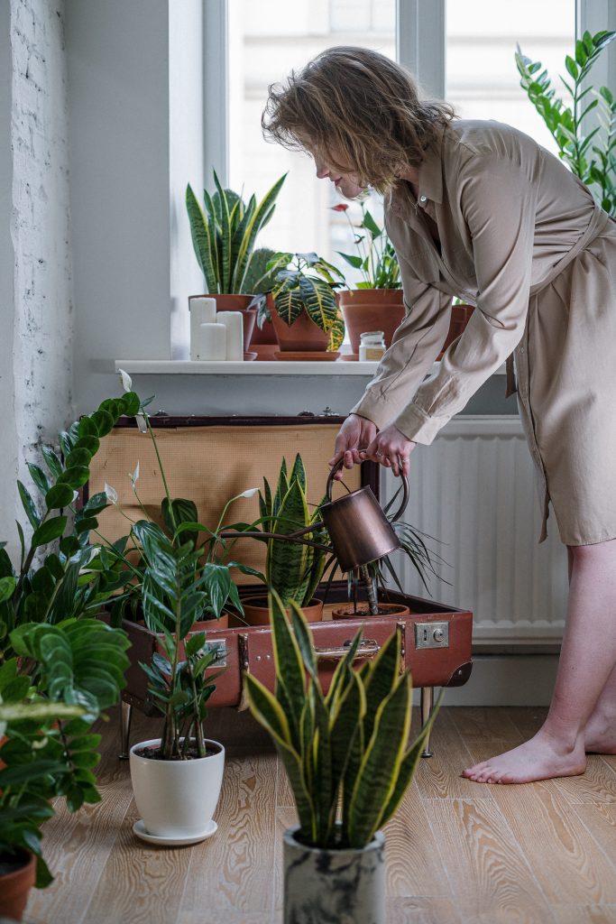 Your indoor plants have kept you company during the pandemic. How about thanking them with a little extra care during National Indoor Plant Week? Photo: Cottonbro/Pexels