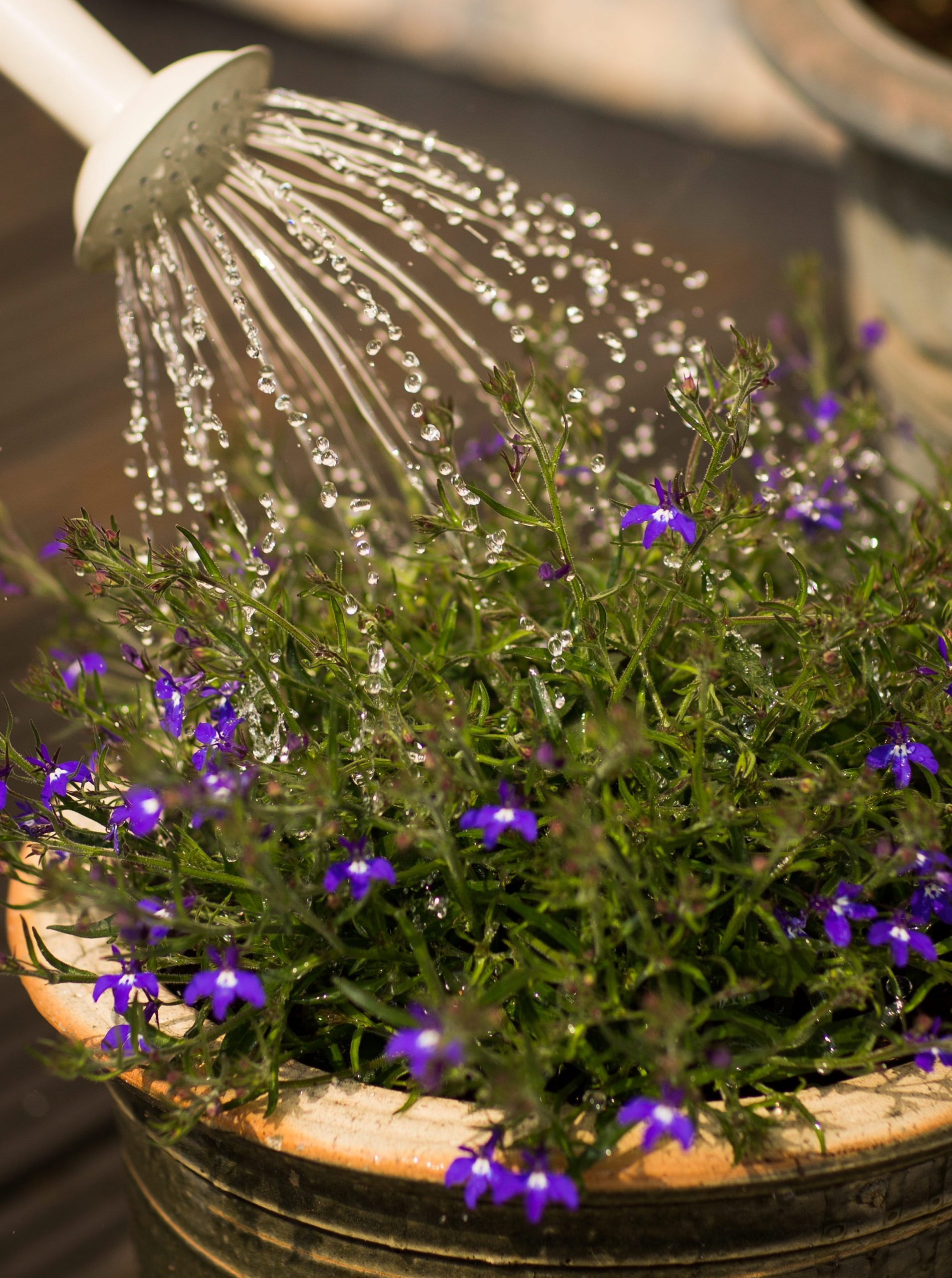 Good Earth Plant Company's plant stylists get asked about watering more than any other topic. Photo: Torsten Dettlaff/Pexels