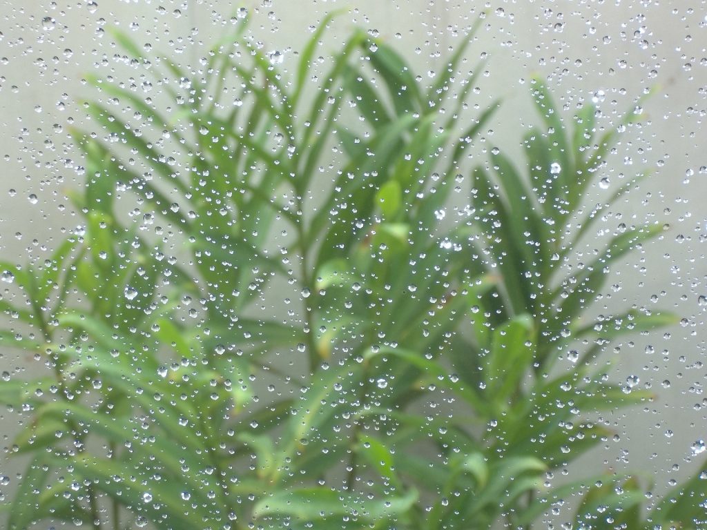 Rain is the original type of surface irrigation. Photo: Pixabay