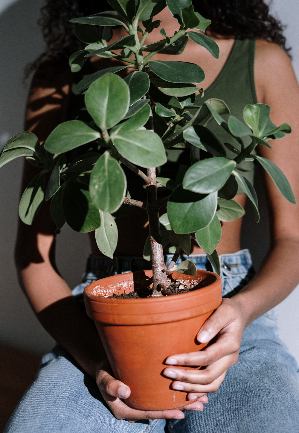 It's a good idea to bring your tropical container plants inside when temperatures drop. Photo: Cottonbro / Pexels