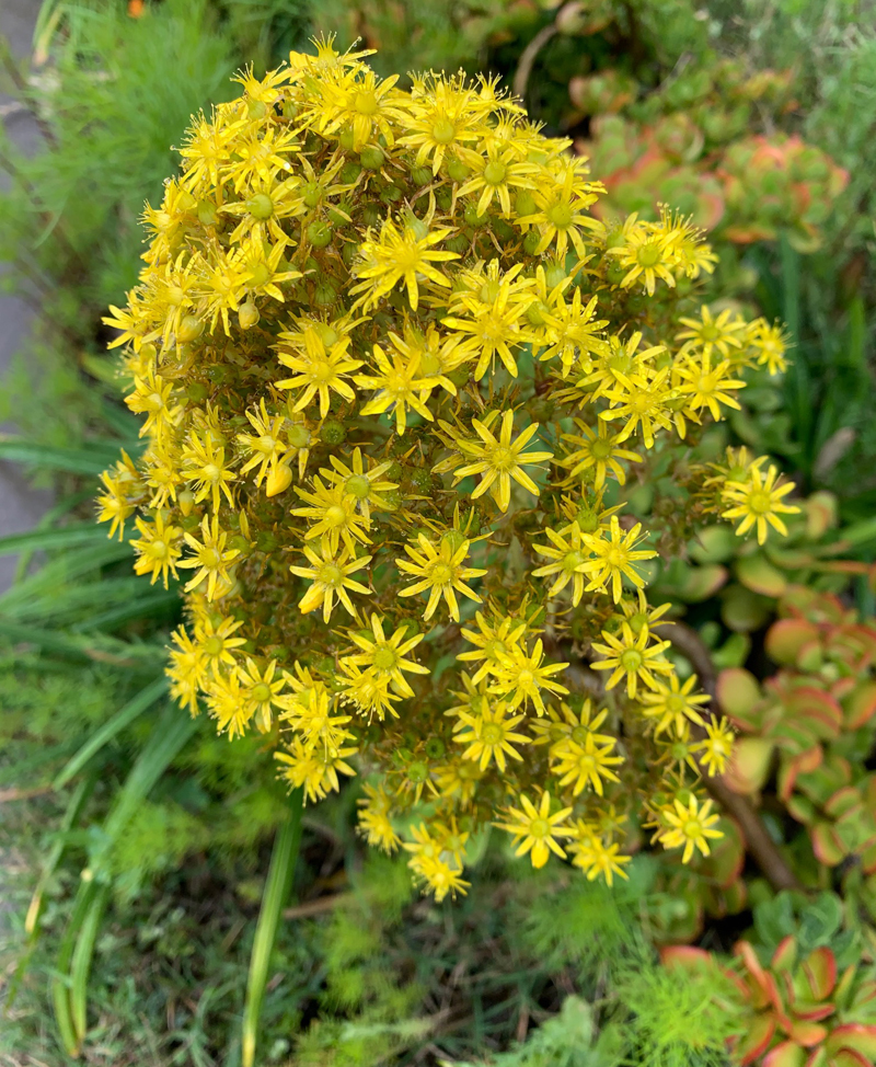 Inspired by Nature, this Aeonium bloom is a perfect example of Pantone's Illuminating yellow. Photo: Jim Mumford