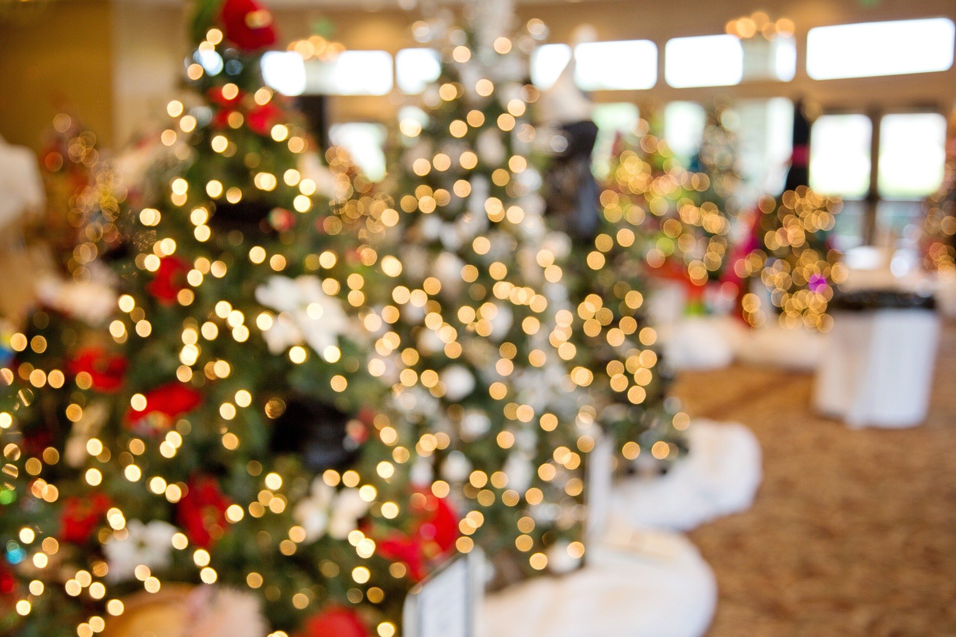 How much do you know about Christmas tree trivia? Find out in our blog post!