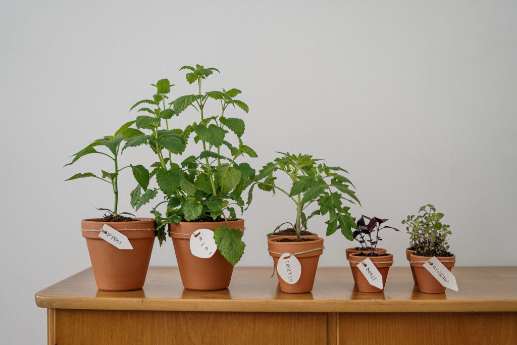 Graduate from indoor plants to an herb garden in 2021. Photo: Cottonbro / Pexels