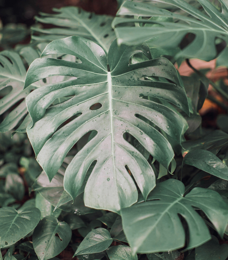If you want to go big, you can't beat a Philodendron. Photo: Leah Kelley/Pexels