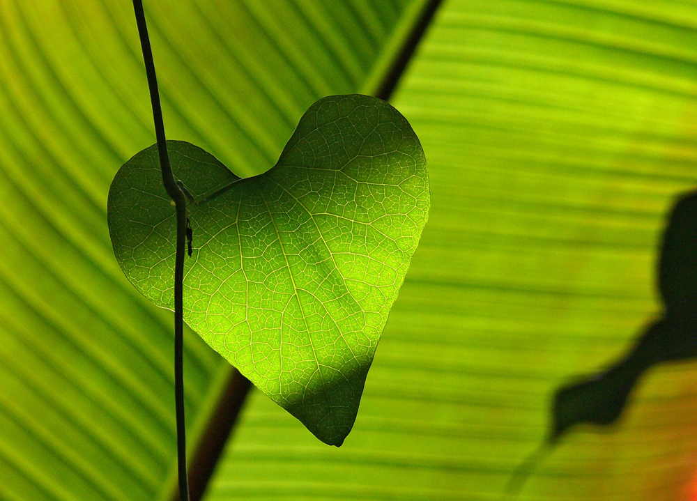 Earth Day 2022 reminds us of ways to preserve our planet - and plants can be a big part of the solution. Photo: Pixabay