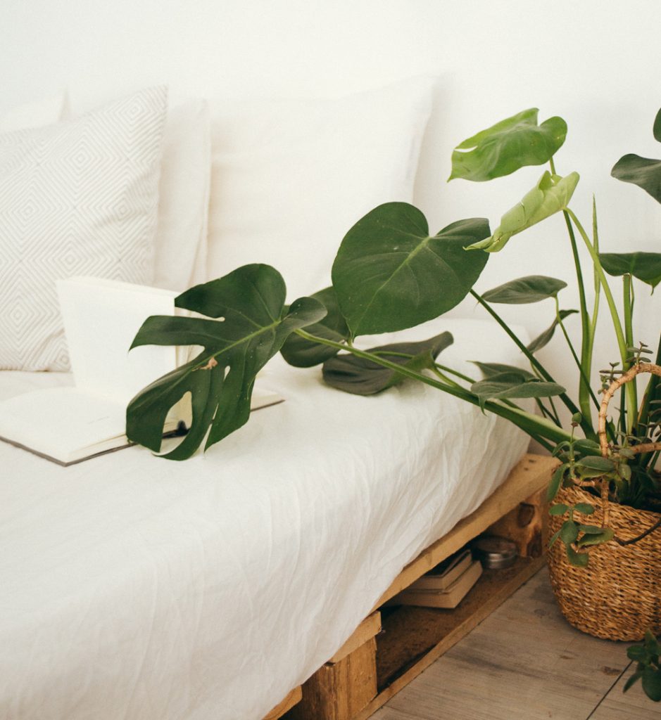It's a healthy idea to put plants in your bedroom. They provide healthy oxygen. Photo: Daria Shvetsova / Pexels