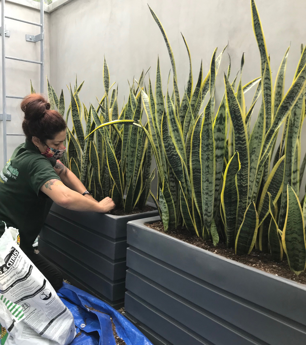 Indoor Plant Container Basics For Everyone Good Earth Plants