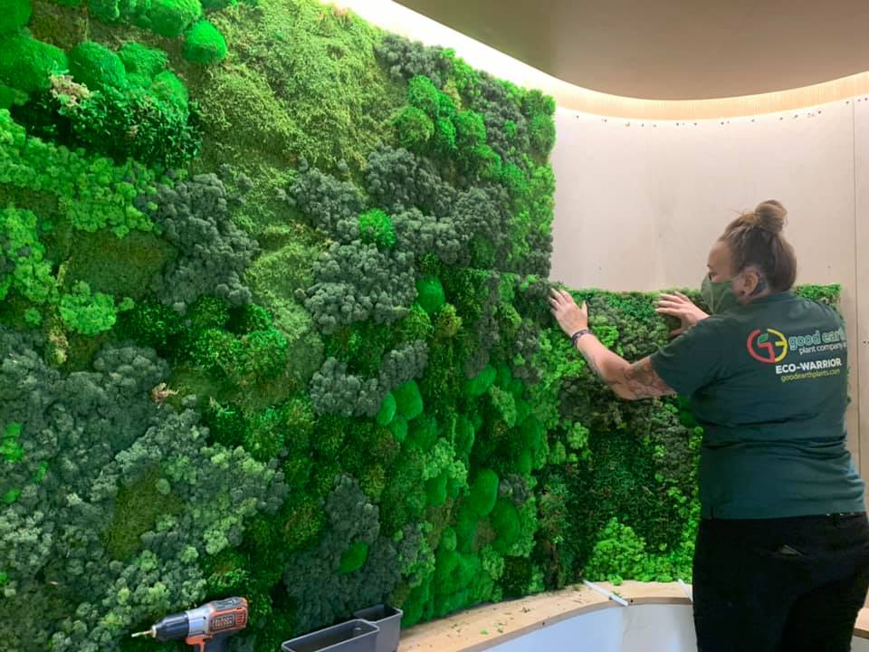 When we first started fabricating moss walls for our clients, we never imagined they would become so popular. Photo: Good Earth Plant Company