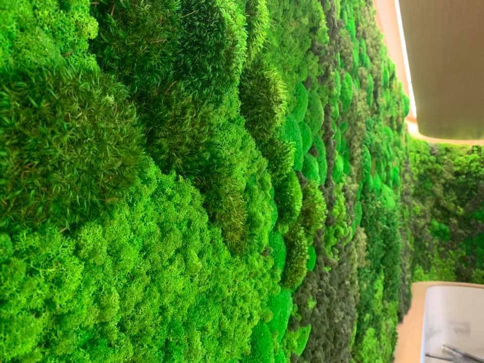 A closer look at the variety of textures and colors used in this moss wall design. Photo: Good Earth Plant Company questions about moss walls