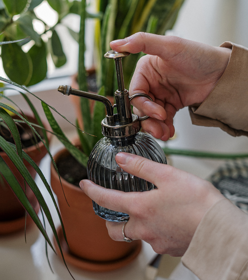 If you must mist, use room temperature tap water. Avoid softened water - too much salt. Photo: Cottonbro, Pexels misting your plants