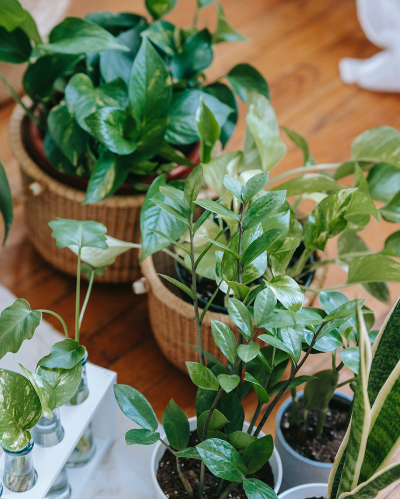 Your indoor plants are comfortable in the same humidity range you are - between 30 and 50 percent. Photo: Teona Swift misting your plants