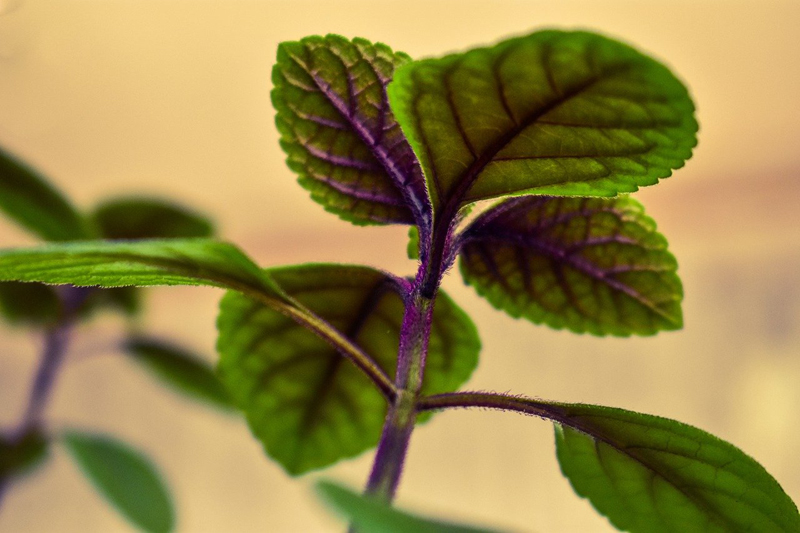 Indoor plants in warm climates that receive a lot of light need more fertilizer to stay healthy. Photo: Michel / Pixabay