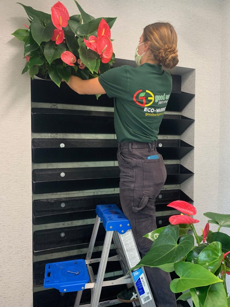 A look at the construction of a simple living wall system that holds container plants. The plants can be swapped out easily to change the design. Photo: Good Earth Plant Company