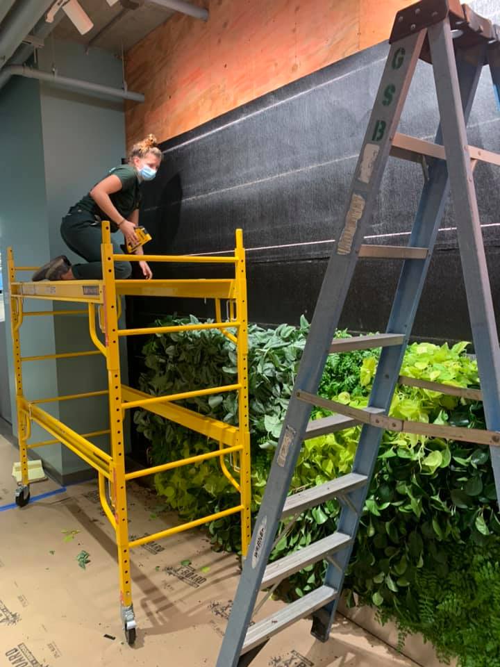Weslea Greyson works on installation of a living wall. Photo: Good Earth Plant Company