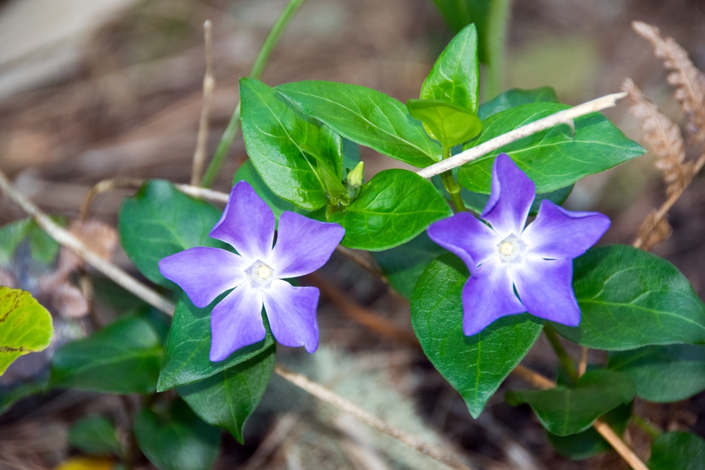 Periwinkle is the common name for a flowering ground cover, Vinca major. Photo: UNC Dept. of Agriculture
