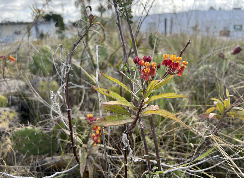 It is critically important to keep planting milkweed. Good Earth Plant Company keeps a supply on our green roof. Photo: Jim Mumford monarch butterflies