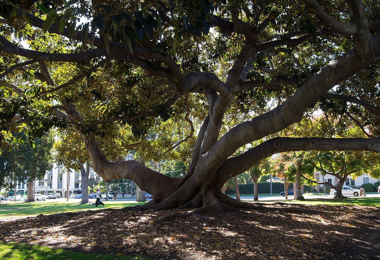 Can you imagine Balboa Park without its sigature Moreton Bay Fig Tree at Sixth and Upas? We can't. Photo: Wikimedia Commons San Diego Tree Week