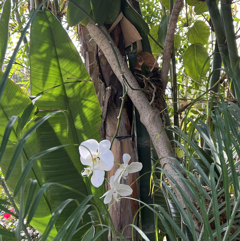 Orchids get their nutrients from the air, and often grow on trees. I planted these orchids on a tree at my San Diego home as an experiment. They're flourishing! Photo: Jim Mumford